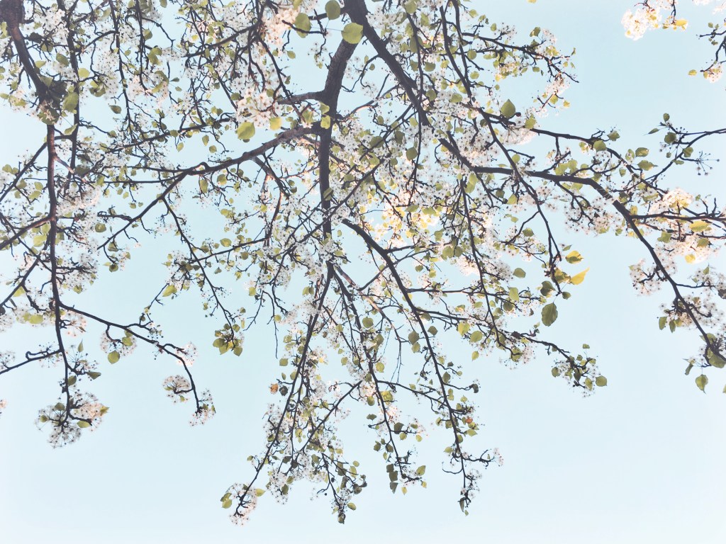 Spring’s Untimely Arrival